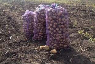Політика Лукашенка спричинила дефіцит картоплі в Білорусі